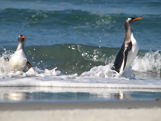 ../../Pictures/241209/128 Gentoo.JPG